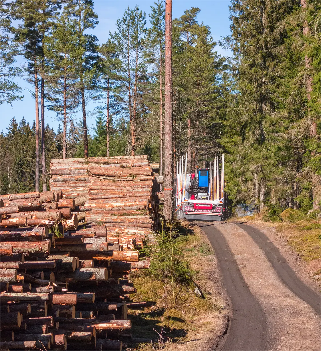 Strelka helps forestry operations